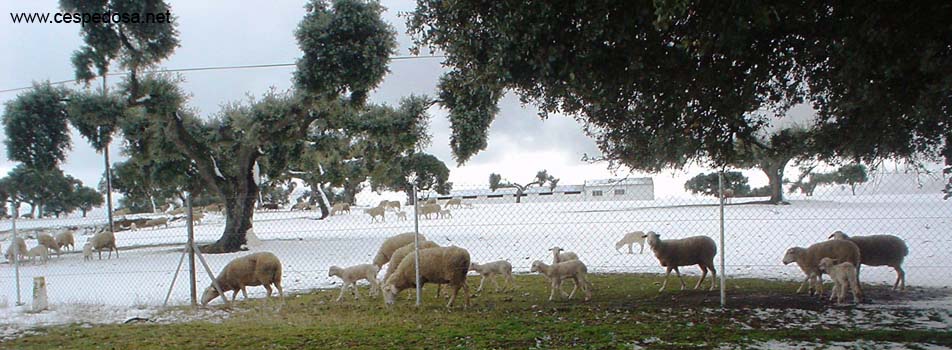 Ovejas en la nieve