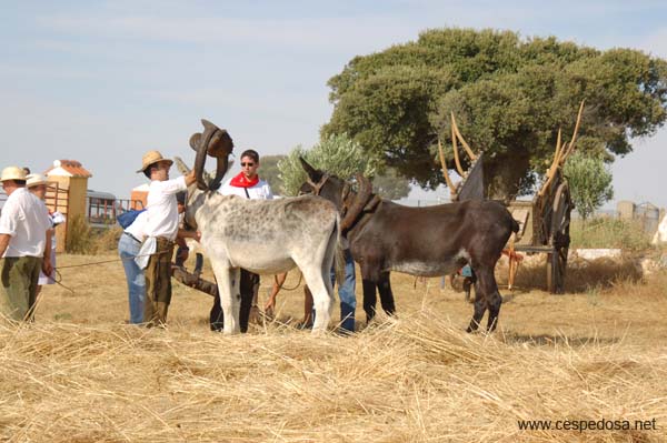 Cespedosa-Fiesta-Trilla-027