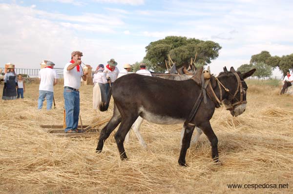 Cespedosa-Fiesta-Trilla-030