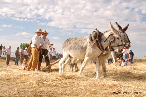 Cespedosa-Fiesta-Trilla-035